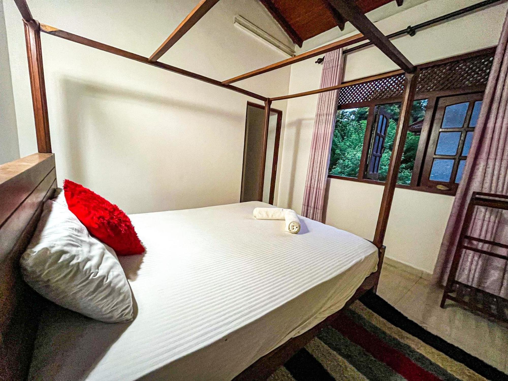 Galle Camellia Rom bilde